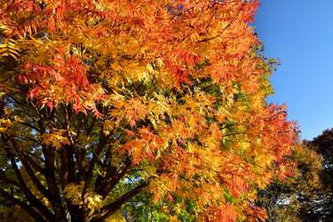 25 Chinese PISTACHIO Pistacia Chinensis Pistache Pistach Yellow Orange Red in Fall Mastic Tree Seeds